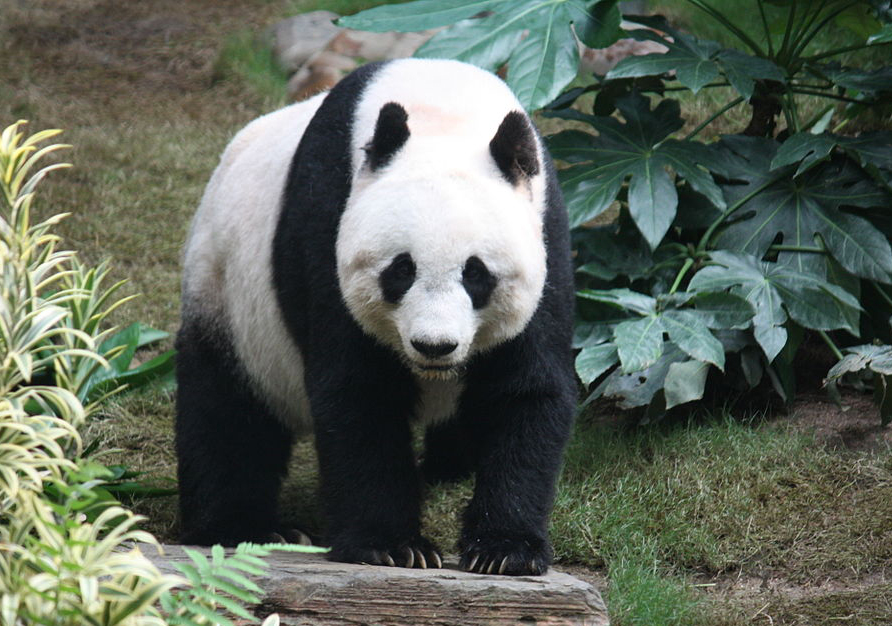 大熊貓