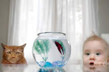 毛小孩當家！網友最愛寵物排行