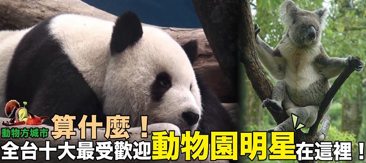 動物方城市算什麼！全台十大最受歡迎動物園明星在這裡！