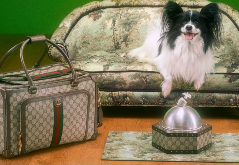 貓狗都過得比你好！Gucci寵物系列項圈、垃圾袋包破萬元　打造奢華毛宇宙