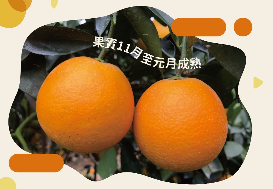 中國暫停天然砂出口台灣 連禁柑橘水果、白帶魚、凍竹莢魚