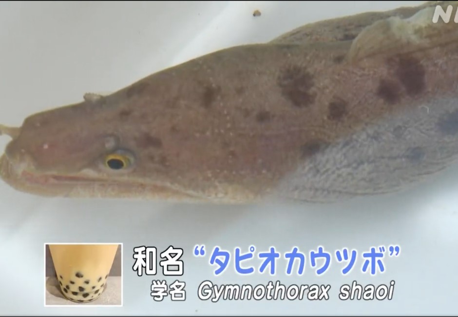 台灣之光「珍珠奶茶」！日本新發現海鰻2原因命名「珍珠奶茶鰻」