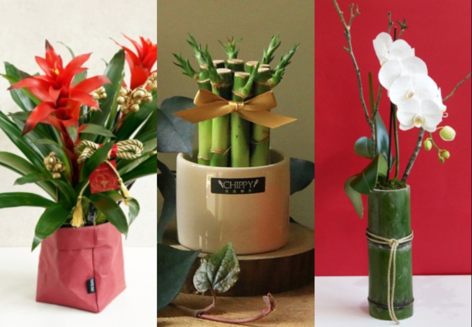 「兔子花」應景超可愛！過年家裡要放什麼植物？ 5種適合新春開運的吉祥花卉