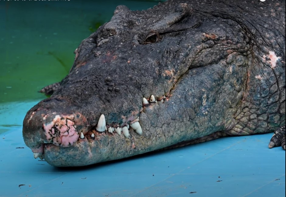有片》台南麻豆巨鱷「小河」送養大陸現況曝光 網友直擊：希望不是牠生前最後影像
