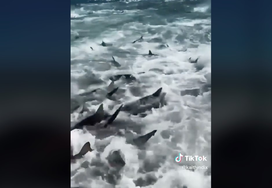 有片》數百隻鯊魚激烈捕食！包圍船隻驚人畫面曝光 網友稱「是海豚可放心跳下去」