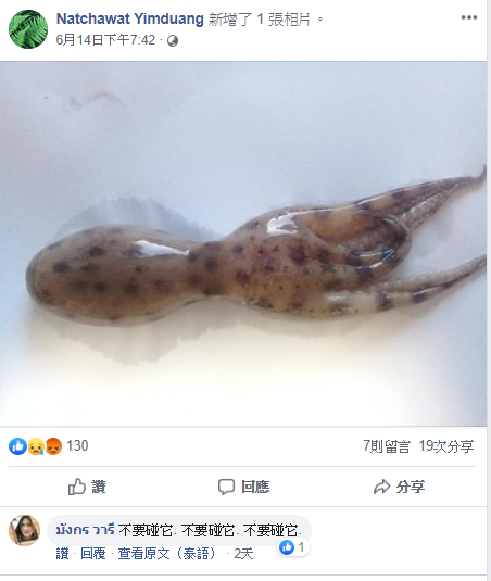 圖／市場買到「豹紋章魚」可愛想吃一PO網嚇傻狂阻止：比眼鏡蛇還毒 網 