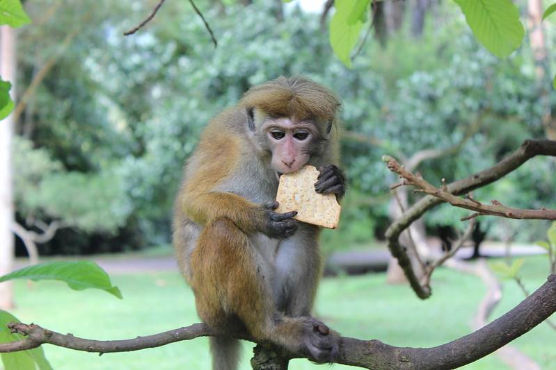中山大學的猴子會和人搶食物
