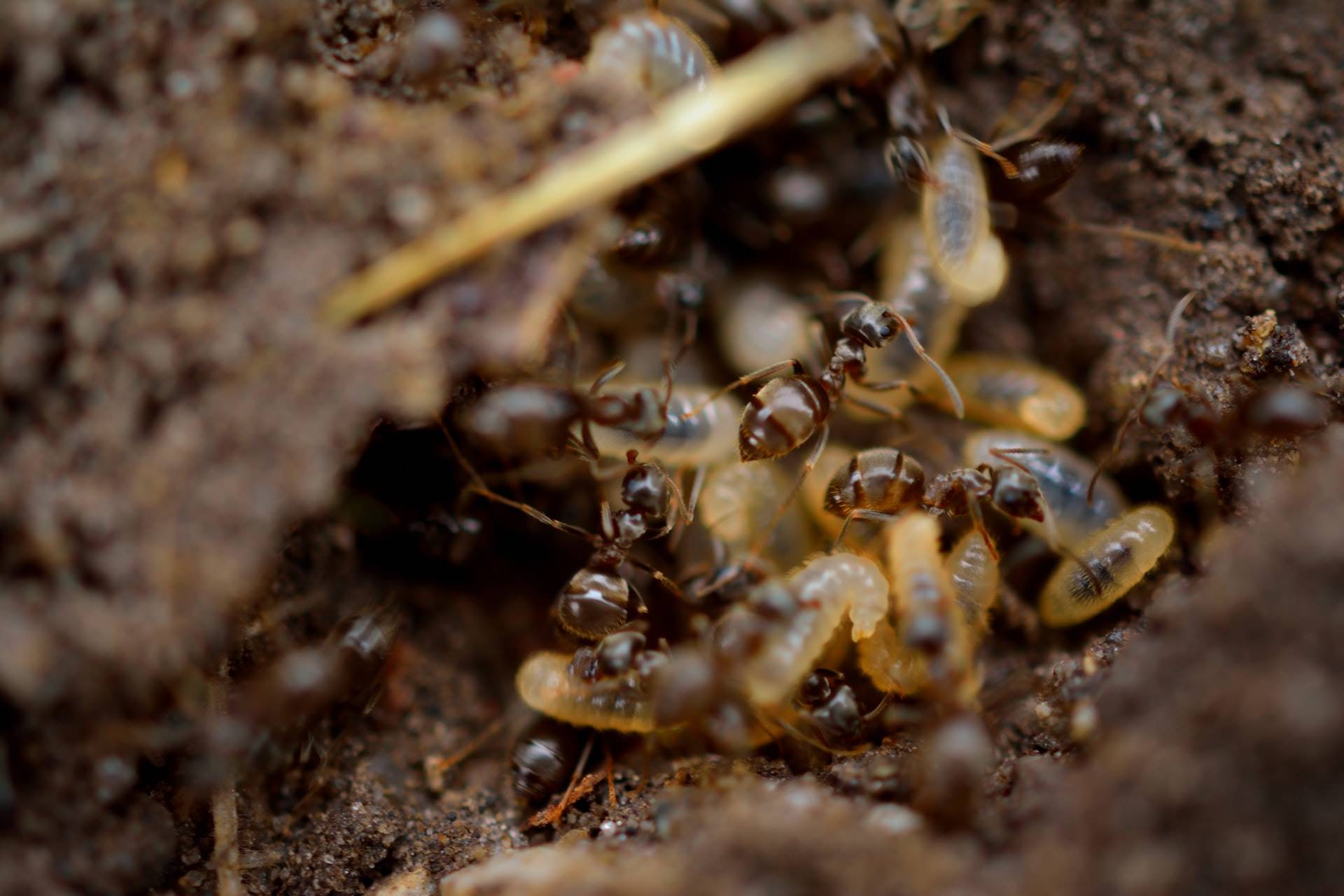 一、白蟻喜歡吃什麼？什麼時候出現？