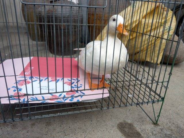 好心人收留在颱風天迷路的寵物鴨「柯爾鴨」