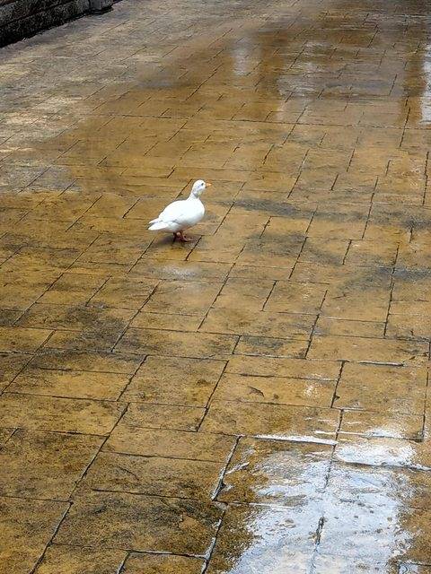 寵物鴨「柯爾鴨」在颱風天時迷路