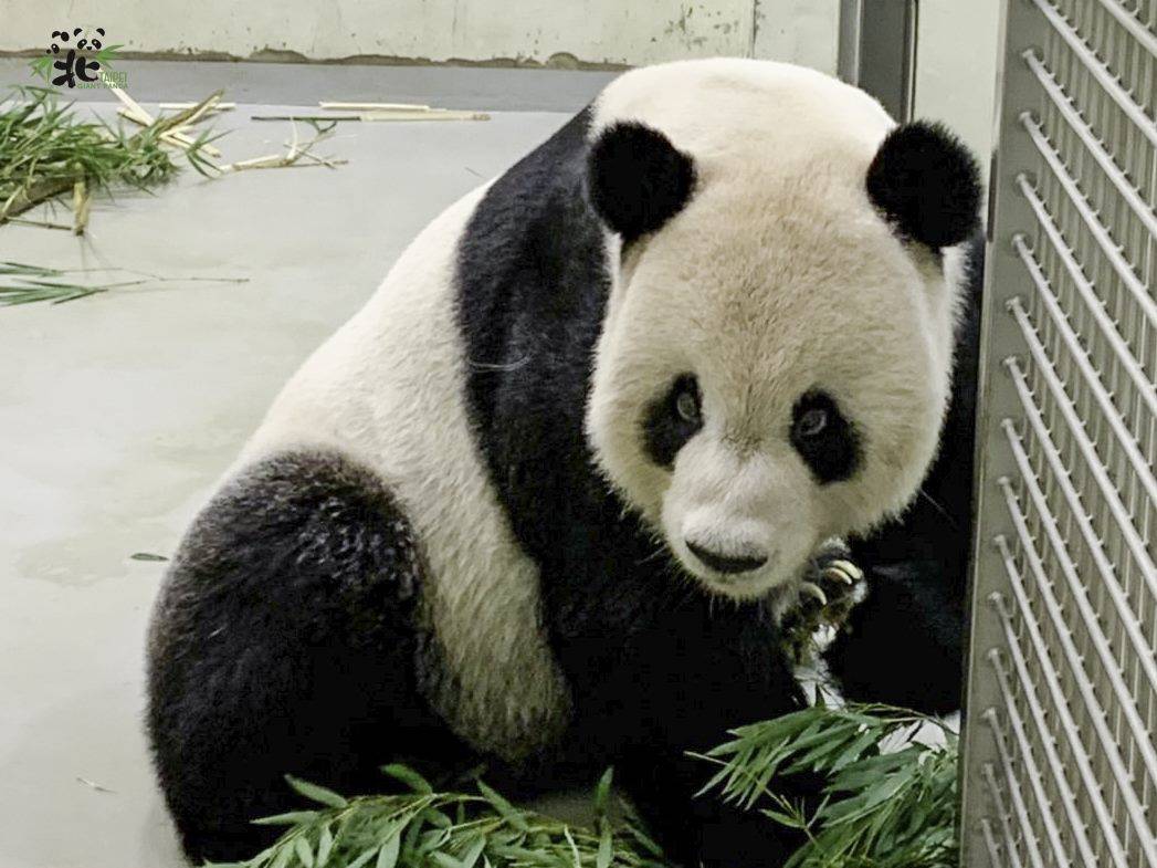 台北市立動物園目前採舒緩方式照護大貓熊「團團」