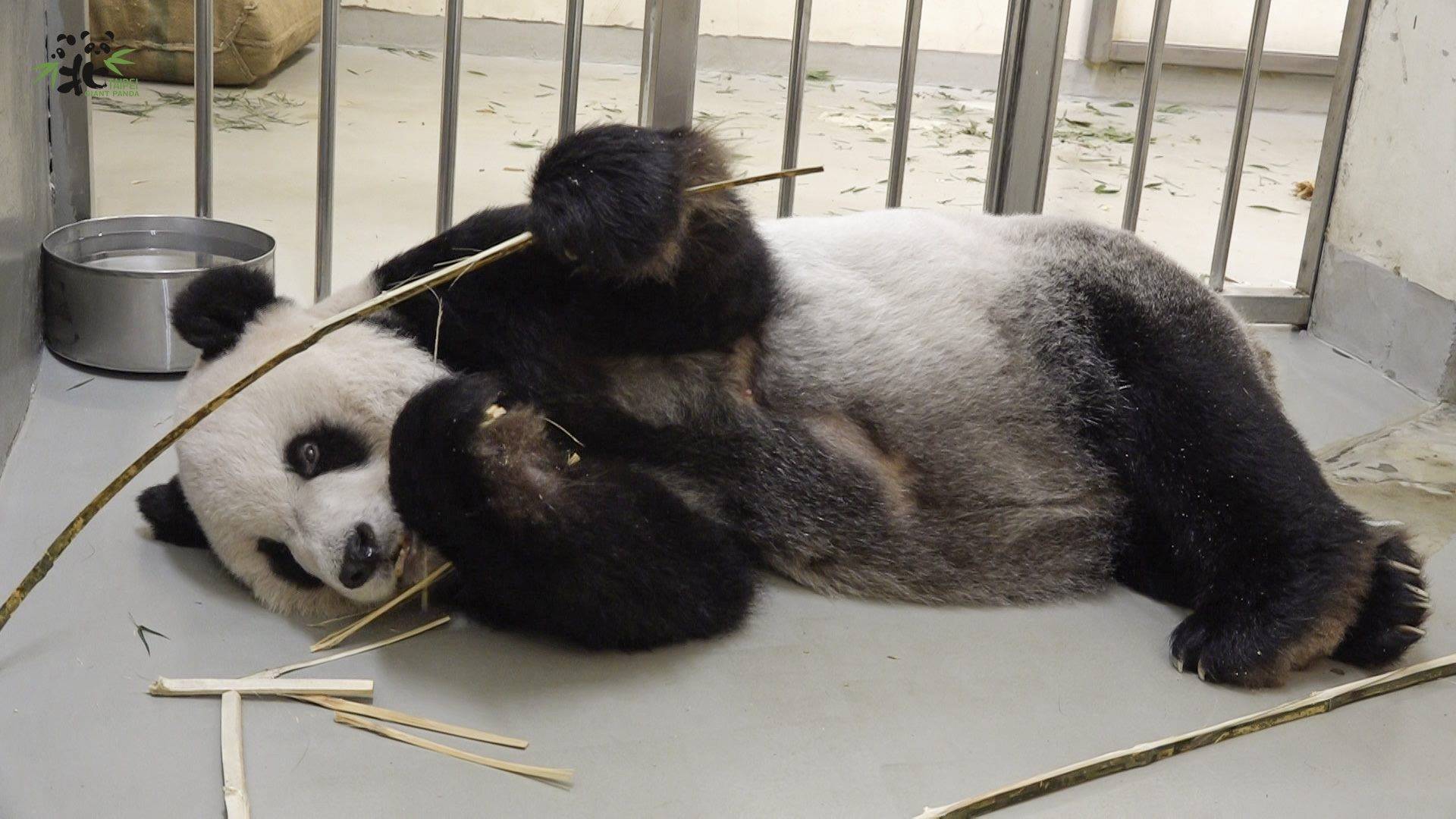 台北市立動物園開設專區讓民眾為大貓熊「團團」加油打氣