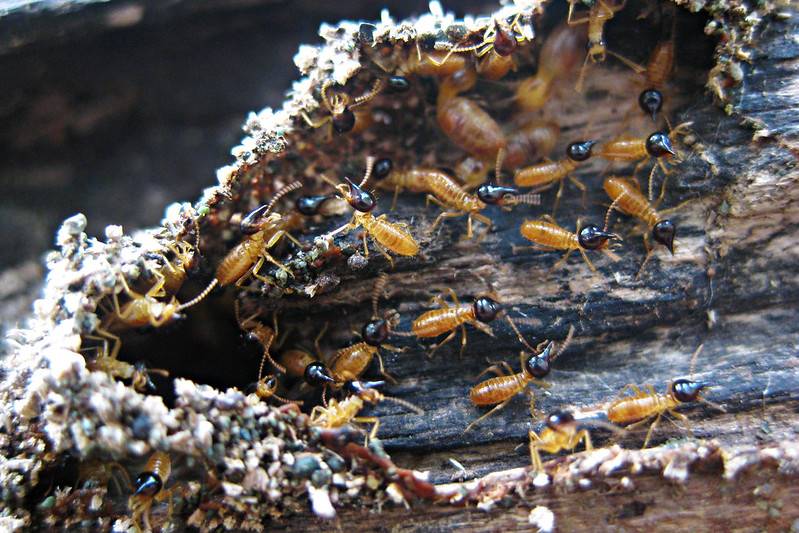 如何防範白蟻入侵？