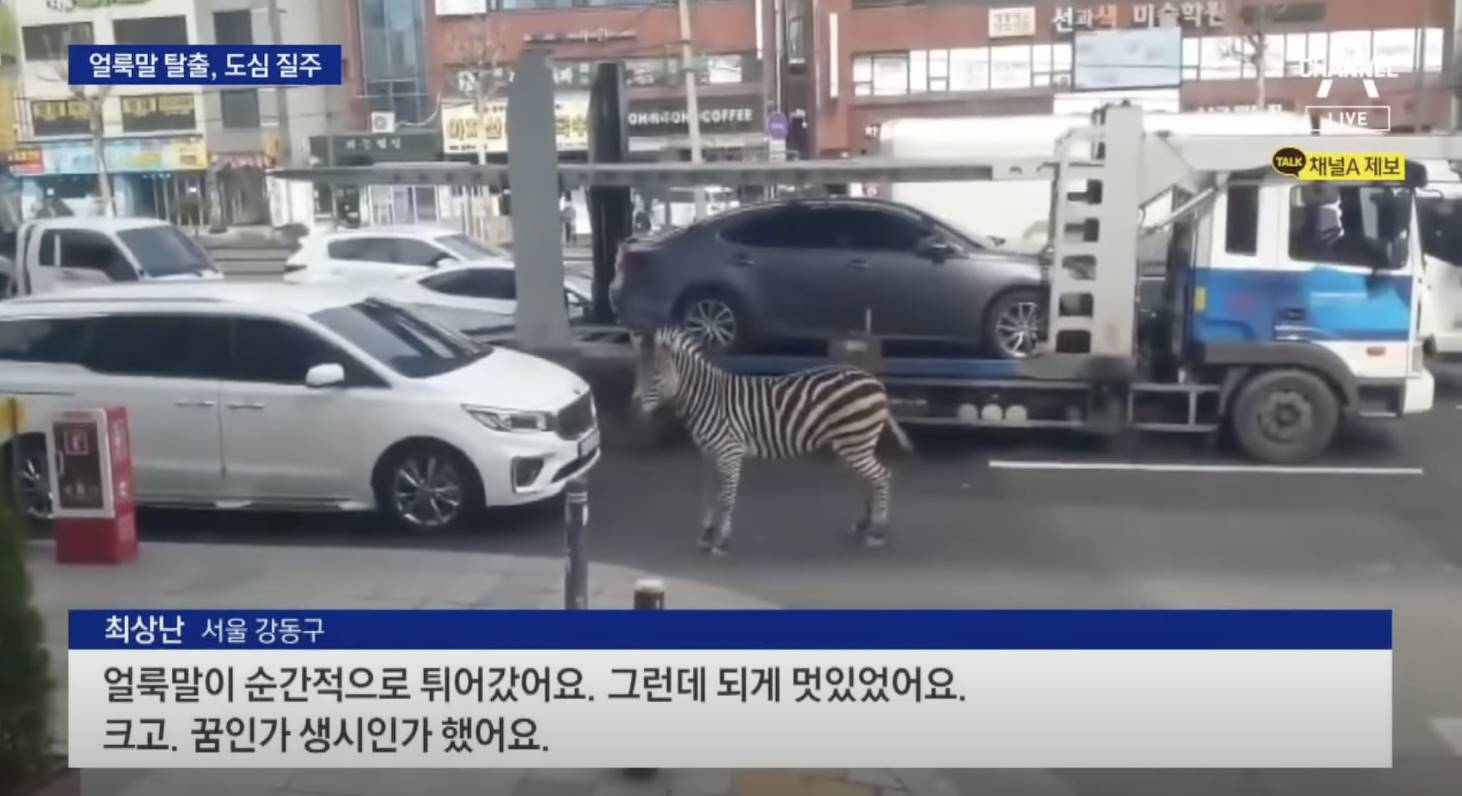影／真實版馬達加斯加！韓國動物園斑馬也出逃　
