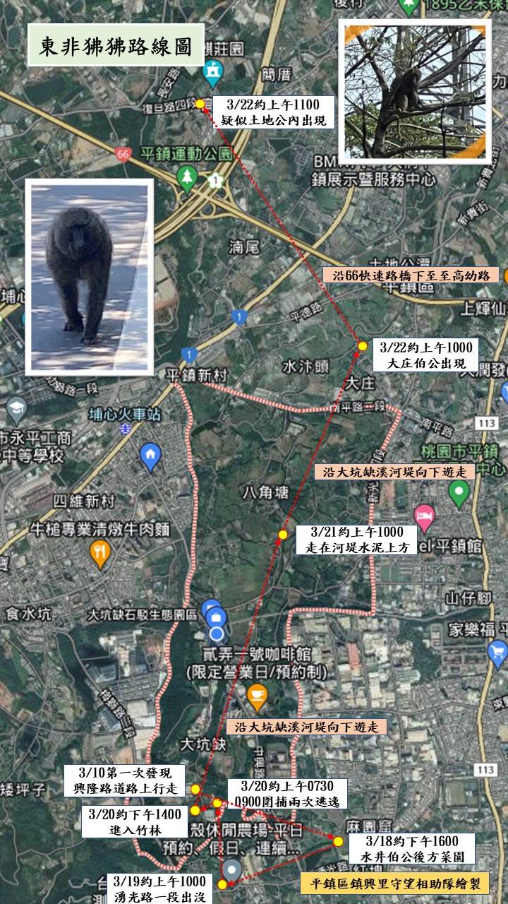 桃園市平鎮區傳出有狒狒逃竄在社區。