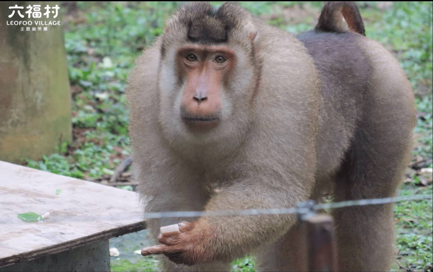 六福村曾接收「ㄅㄆㄇ猴園」動物，圖為六福村阿拉伯狒狒。