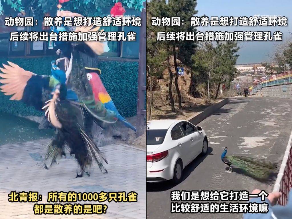 中國神雕山野生動物園園方指出園內千隻藍孔雀均為放養模式。