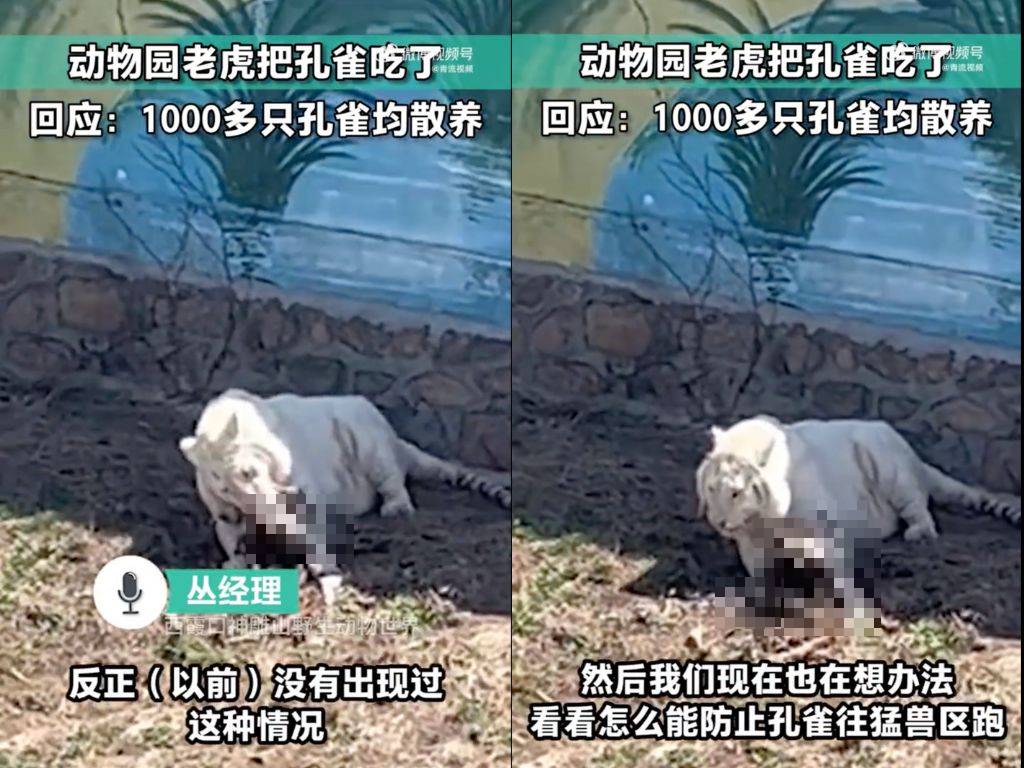 中國神雕山野生動物園一隻白老虎啃咬另一隻藍孔雀。