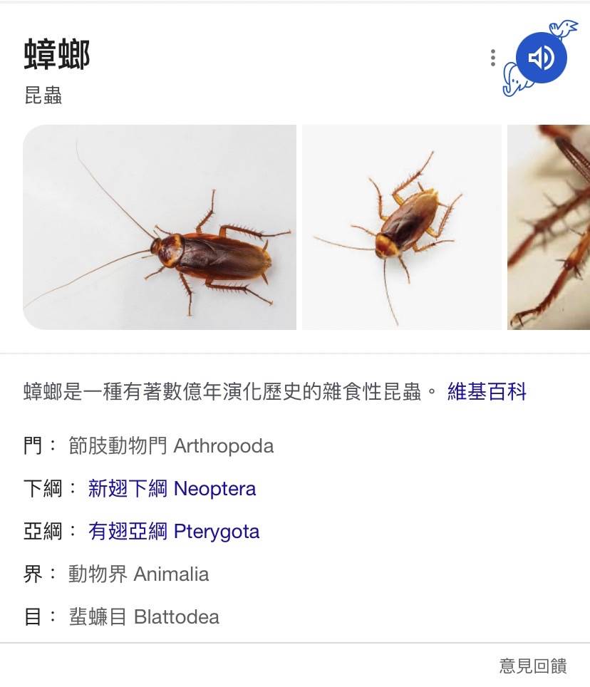 Google顯示蟑螂叫聲。