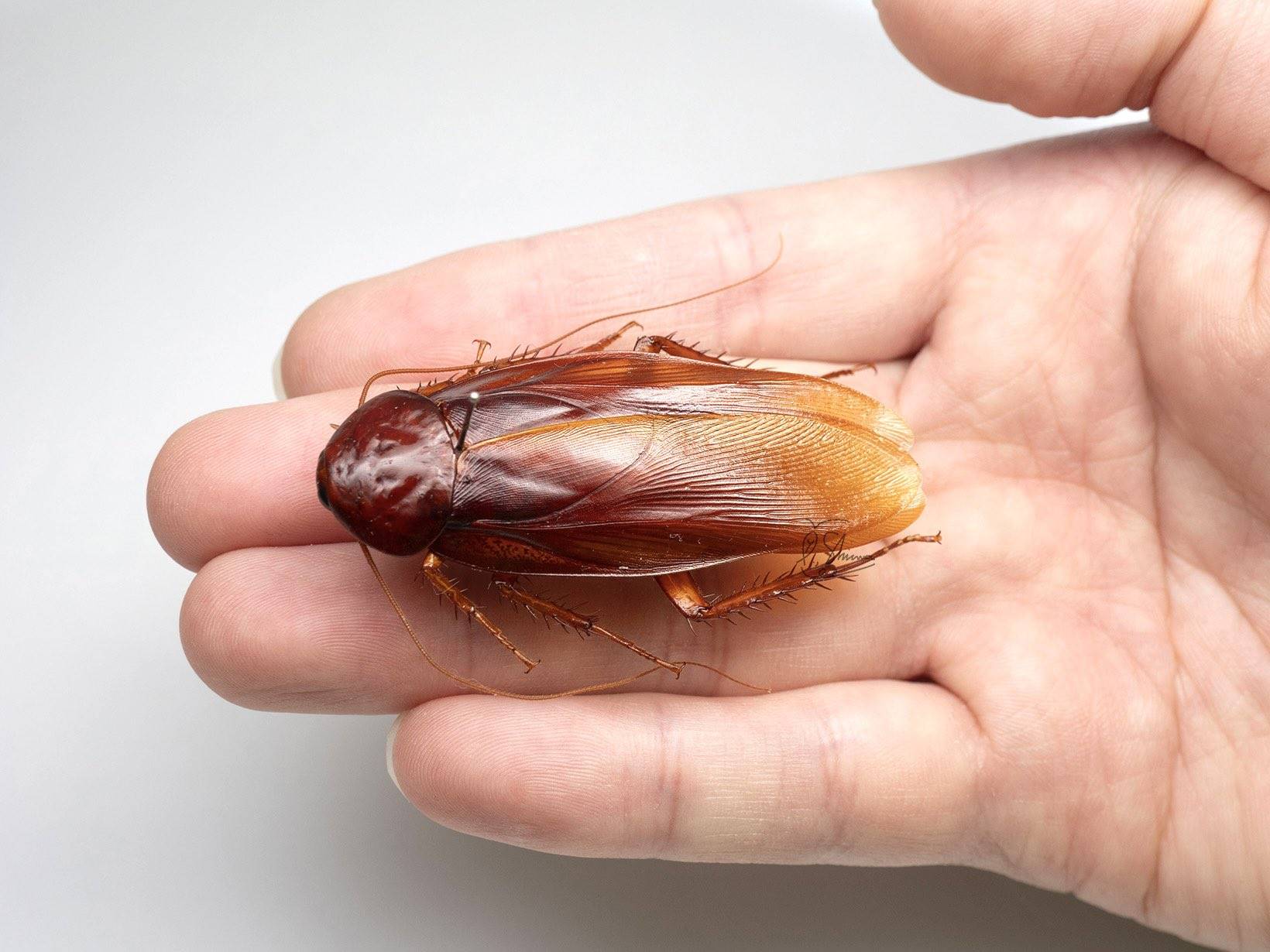 提到蟑螂肯定會讓不少人寒毛直豎，不過日本1位任職在昆蟲觀察公園的員工柳澤靜磨，卻熱衷於尋找全世界各式各樣的蟑螂，他近日又宣布發現2個新品種蟑螂，其中之一是台灣特有種「台灣大蠊」（學名：Periplaneta gigantea），平均身長超過5公分是同屬體型中最大一種。不過「正港逮丸螂」只出現在台灣山林，生活中常見的外來種「小強」如何消滅，一直都是網路熱議話題，《網路溫度計》更曾做過相關調查。