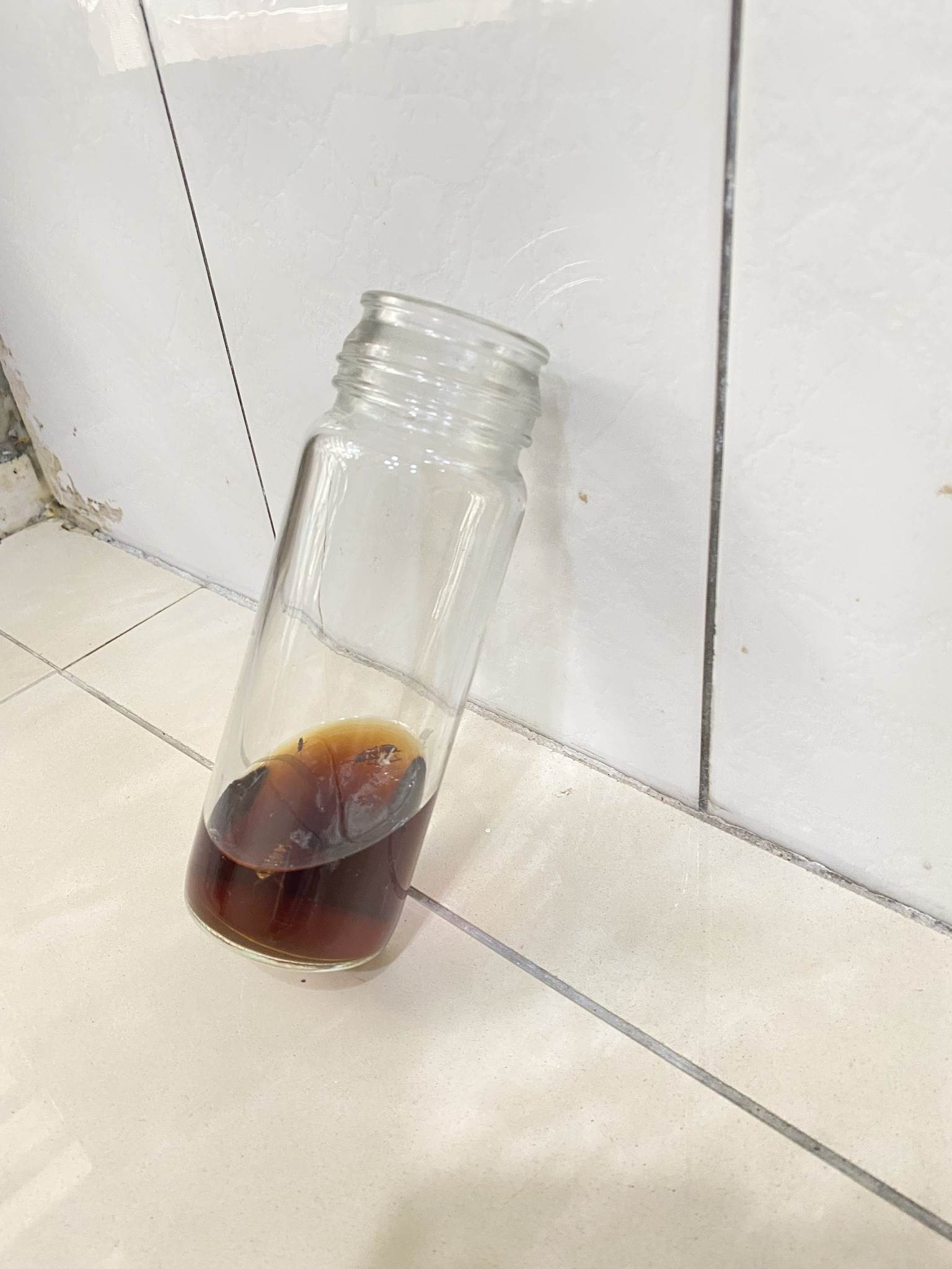 家事達人陳映如分享，將裝了啤酒的瓶子斜靠在牆面，可以有效除蟑螂。